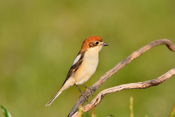 Woodchat shrike perched on a branch. - Photo, Image