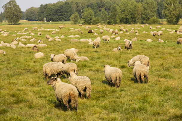 A flock of sheep - Фото, изображение