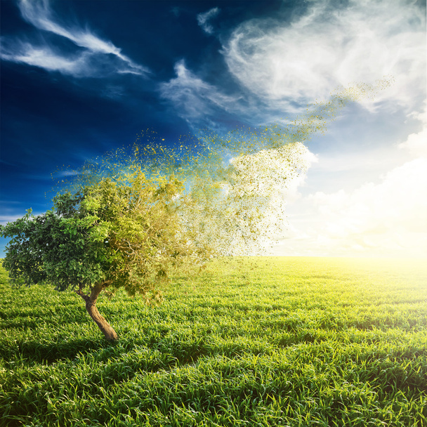Зелене поле з самотнім деревом під блакитним небом
 - Фото, зображення