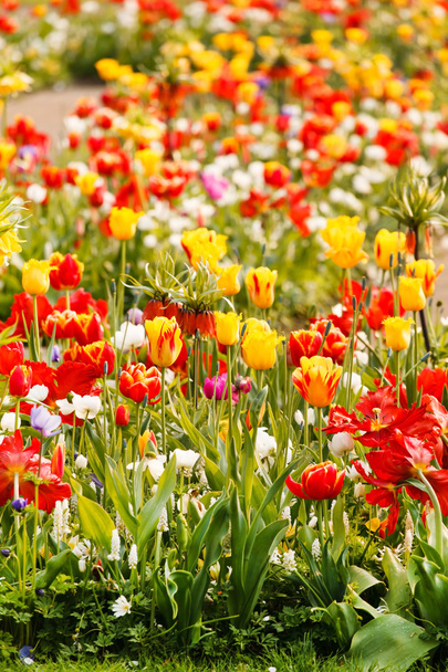 Beautiful spring garden - Fotografie, Obrázek