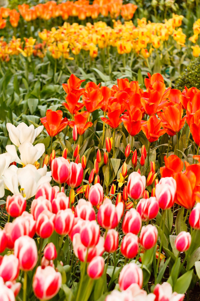 Beautiful spring garden - Valokuva, kuva