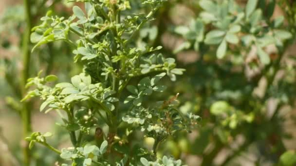 Ο Γκούτα γκράιολενς, κοινώς γνωστός ως Rue, κοινή οδό ή βότανο-Grace, είναι ένα είδος γκόλ που καλλιεργείται ως διακοσμητικό φυτό και ως βότανο. Είναι εγγενής στη Βαλκανική χερσόνησο. - Πλάνα, βίντεο