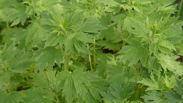 Leonurus cardiaca, known as motherwort, is an herbaceous perennial plant in the mint family, Lamiaceae. Other common names include throw-wort, lions ear, and lions tail. - Footage, Video