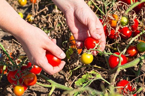 руки собирать помидоры
 - Фото, изображение
