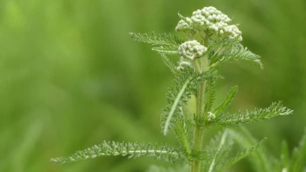 Achillea millefolium, commonly known as yarrow or common yarrow, is a flowering plant in the family Asteraceae. - Footage, Video
