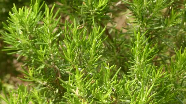 ローズマリーとして一般的に知られているロスマリヌス・オフィシナリスは、地中海地域に生息する、香り豊かな、常緑、針状の葉と白、ピンク、紫、または青い花を持つ木質の多年生のハーブです。. - 映像、動画