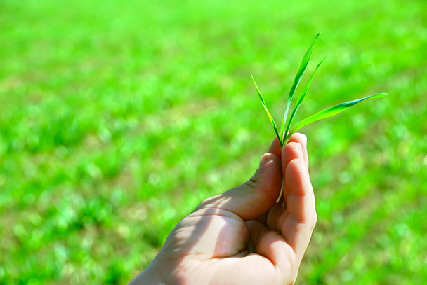 Рука держит зеленую траву
 - Фото, изображение