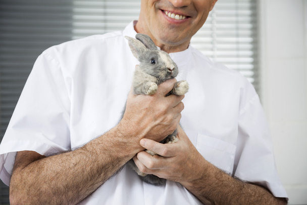 Midsection Of Mature Vet Holding Rabbit - Photo, Image