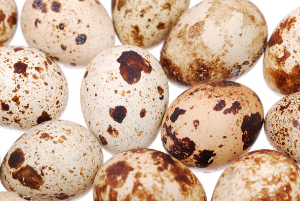 Photo of the quail egg - Zdjęcie, obraz