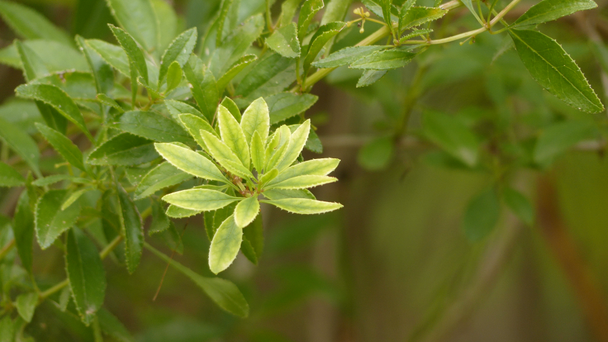 ルビア・フルチコサルビアは、ルビア科の開花植物の属です。これは、旧世界に固有の多年生のスクランブルや登山ハーブや下皮の約80種が含まれています. - 映像、動画