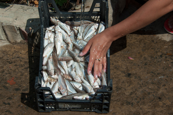 Kadınlar kendi el goatfish yıkama - Fotoğraf, Görsel