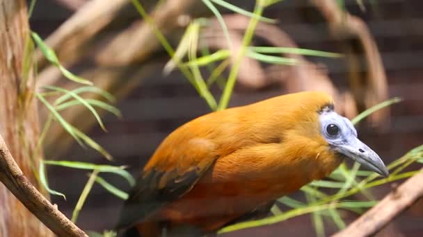 Capuchinbird Closeup πορτρέτο - Πλάνα, βίντεο