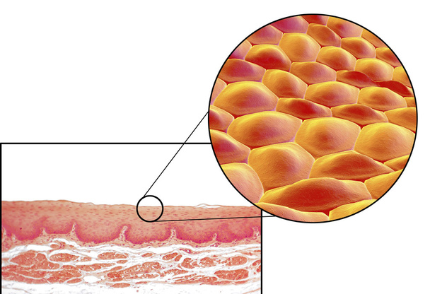 Людські клітини, мікрограф та 3D ілюстрації
 - Фото, зображення