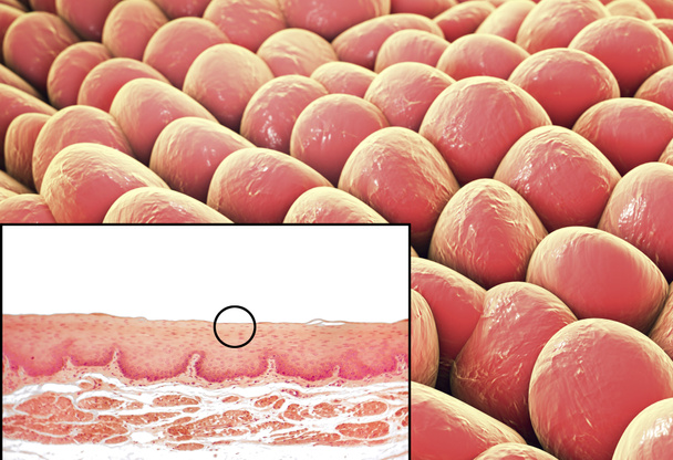 Ανθρώπινα κύτταρα, μικρογραφία και 3d απεικόνιση - Φωτογραφία, εικόνα