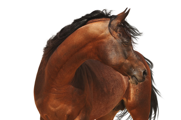 アラビアの馬の分離 - 写真・画像