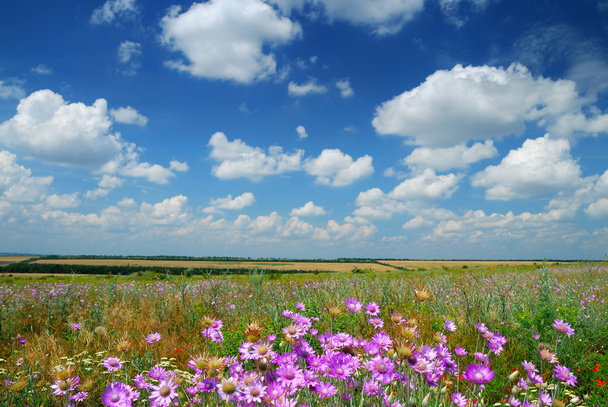 Summer landscape with wildflowers - Photo, Image
