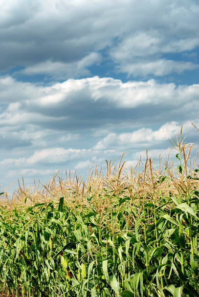 Young vegetation on a corn field - Fotoğraf, Görsel