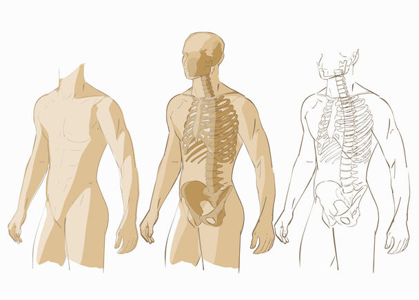 Human body and skeleton - Vector, Image