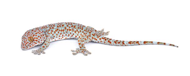 Gecko beyaz arkaplanda izole edildi - Fotoğraf, Görsel