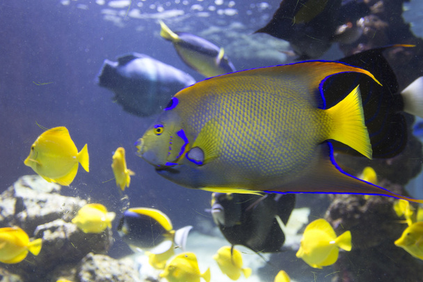 Peces tropicales Pescado emperador, o pez ángel
 - Foto, imagen