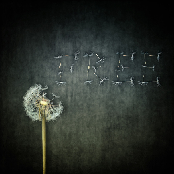 conceptual seed escape  - Photo, Image