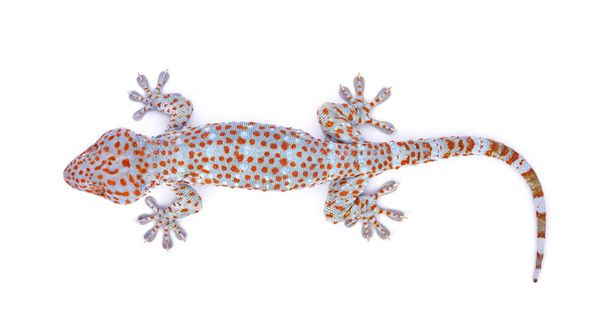 геккон изолирован на белом фоне - Фото, изображение