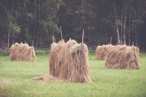 Drying hay in the old fashioned way during late summer - Photo, Image