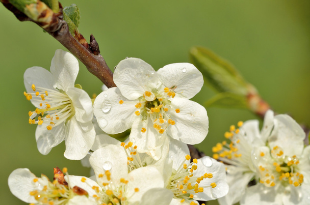 Detalle de flor de cerezo con pistilos amarillos y gotas de lluvia
 - Foto, Imagen