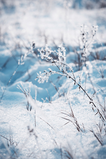 zmrzlé větve pod sněhem v zimě pozadí - Fotografie, Obrázek