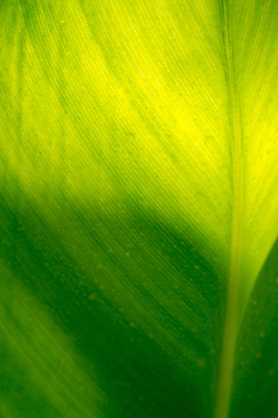 Macro hoja verde
 - Foto, imagen