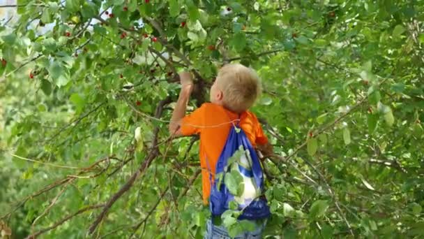 ребенок залез на дерево и собирает яблоки
 - Кадры, видео