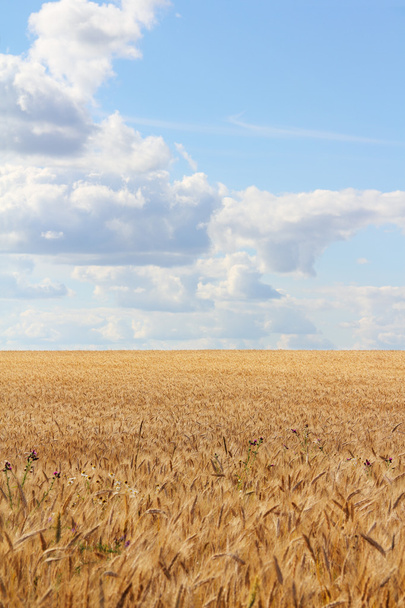 Пшеничне поле під блакитним небом
 - Фото, зображення