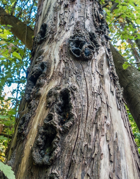 Holes In Tree Trunk - Photo, Image