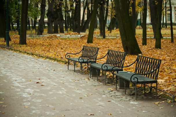 Automne profond dans le parc, les arbres et les feuilles jaunes
 - Photo, image
