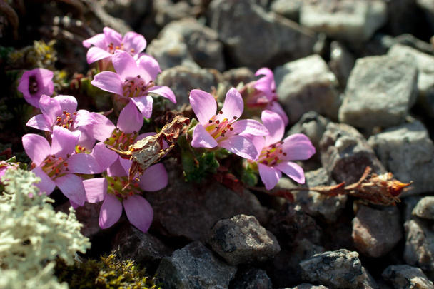 Saxifraga bryoides, kalliokukkulan pohjoisosa, polaarinen violetti kasvi
 - Valokuva, kuva