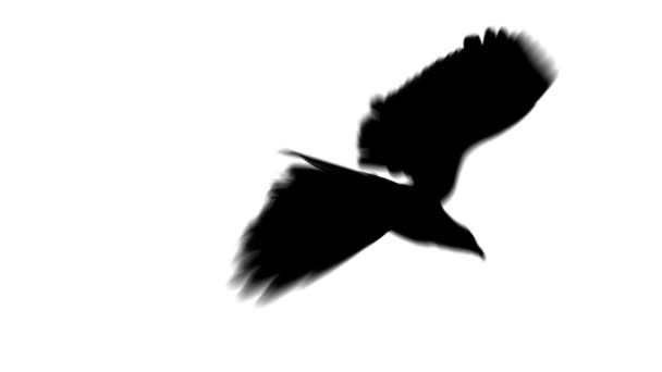 Silhouette landing eagle - Metraje, vídeo