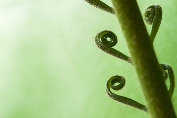 Beautiful Young Spiral of green Palm Tree close-up - Foto, imagen
