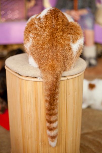 Obrázek ukazující jeho ocas kočičí - Fotografie, Obrázek