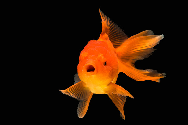 πορτοκαλί, χρυσό ψάρι απομονώσει σε φόντο - Φωτογραφία, εικόνα