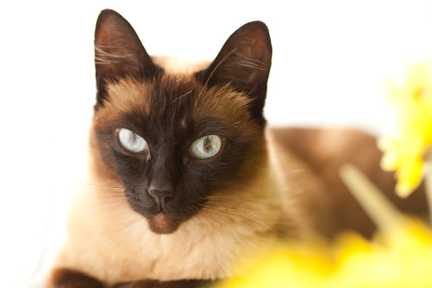 Молодая сиамская кошка
 - Фото, изображение