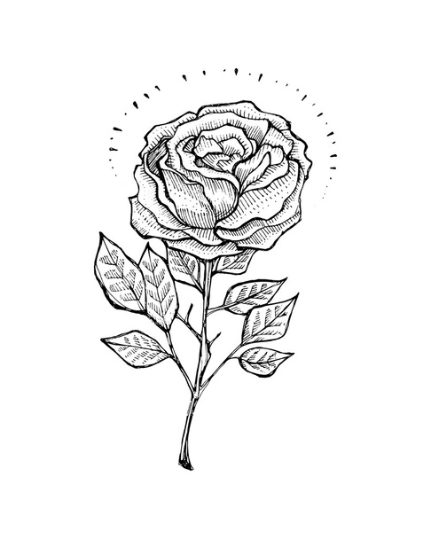 streszczenie kwiat róży - Wektor, obraz