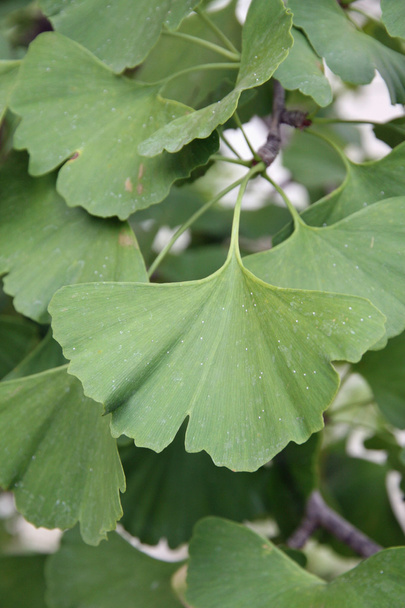 Green plant Ginko biloba leaf - Photo, Image
