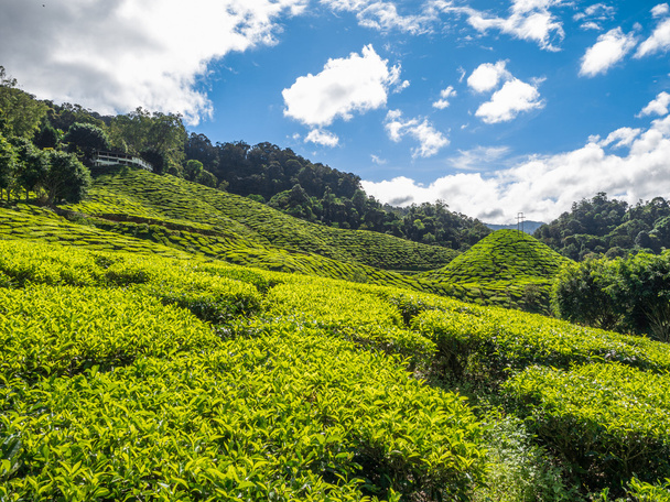 Plantation de thé dans les hauts plateaux Cameron
 - Photo, image