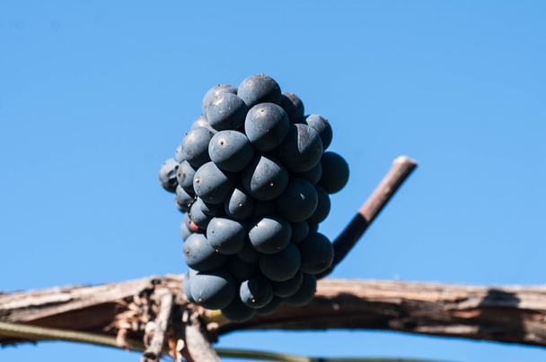 Дегустация винограда
 - Фото, изображение