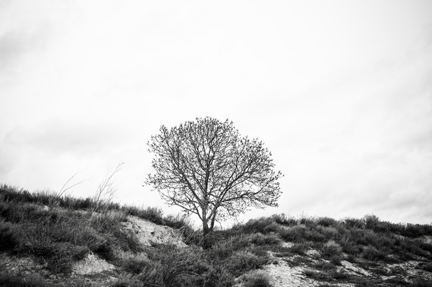 Pelottava puu metsässä
 - Valokuva, kuva