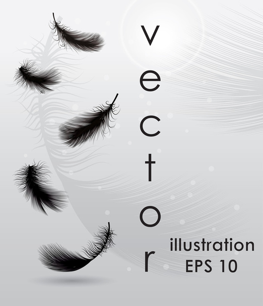 Feathers - Vector, Image