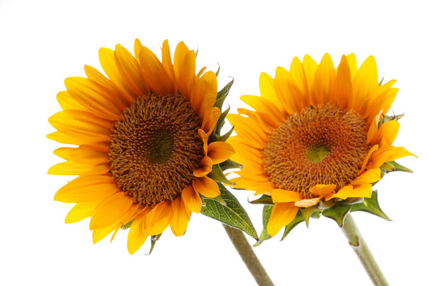 Sonnenblume mit Tau - Foto, Bild