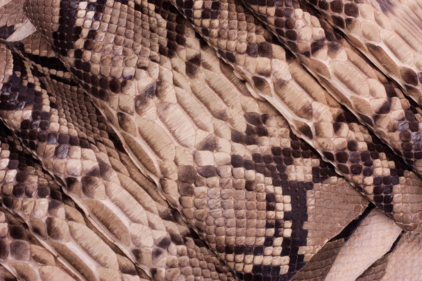 Python snakeskin leather background, snake skin, texture, animal, reptile - Photo, image
