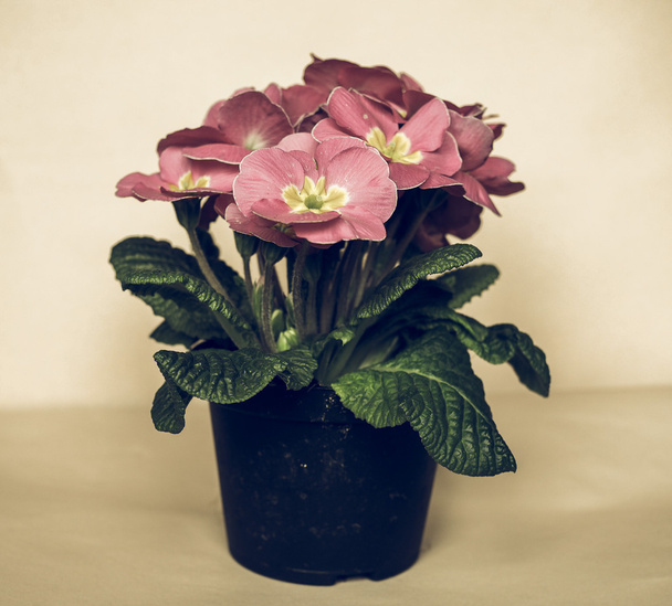 Pink Primrose flower vintage faded - Foto, afbeelding