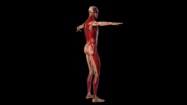 Estrutura muscular, óssea e tecidual do corpo humano girando sobre fundo preto
 - Filmagem, Vídeo